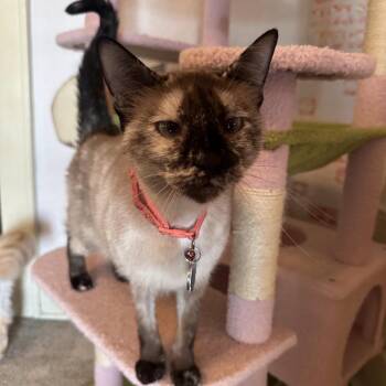 Siamese Cats Available for Adoption - Fanci F-21619 | PetCurious
