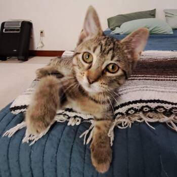 Nibbles -  Domestic Short Hair Cat for Adoption in Medina, Ohio - Nibbles | PetCurious