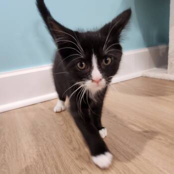 Rescue Domestic Short Hair Cats for Adoption in Portage, Michigan - Cypress | PetCurious