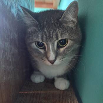 Vivian -  Domestic Short Hair Cat for Adoption in Brookings, South Dakota - Vivian | PetCurious