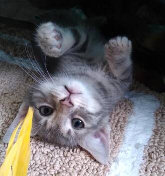 Little Buddy -  Tabby Cat for Adoption in Nashville, Tennessee - Little Buddy | PetCurious