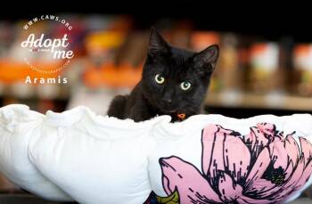 Domestic Medium Hair Cats Available for Adoption - Aramis | PetCurious