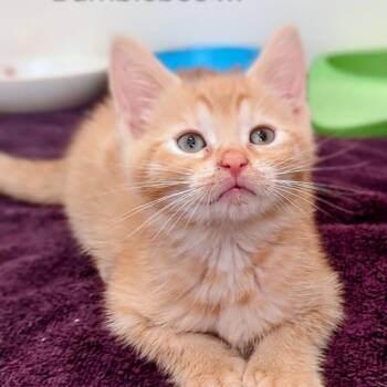 Bumblebee -  Domestic Short Hair Cat for Adoption in Beulaville, North Carolina - Bumblebee | PetCurious