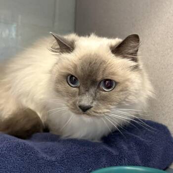 Jasmine -  Birman Cat for Adoption in Salt Lake City, Utah - Jasmine | PetCurious