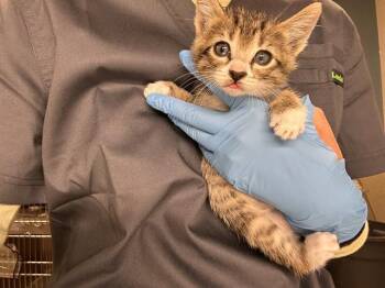 NELSON -  Domestic Short Hair Cat for Adoption in Riverside, California - NELSON | PetCurious