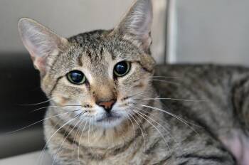 Betty -  Domestic Short Hair and Tiger Cat for Adoption in Sanford, Florida - Betty | PetCurious