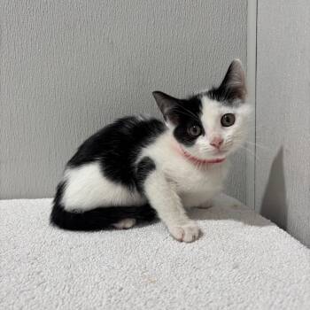 Domestic Short Hair Cats Available for Adoption in Tampa, Florida - Kyle | PetCurious