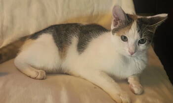 Rescue Torbie and Calico Cats for Adoption in Fort Myers, Florida - Pearl P | PetCurious