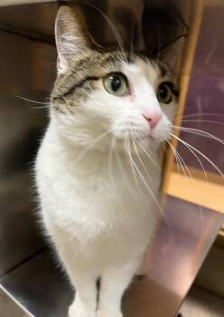 Olive Oil -  Domestic Short Hair Cat for Adoption in Little Rock, Arkansas - Olive Oil | PetCurious