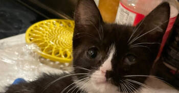 Rescue Domestic Short Hair Cats for Adoption in Newnan, Georgia - Gomez | PetCurious