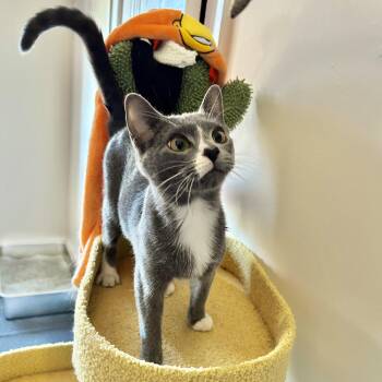 Rescue Domestic Short Hair and Russian Blue Cats for Adoption in Chicago, Illinois - Patty | PetCurious