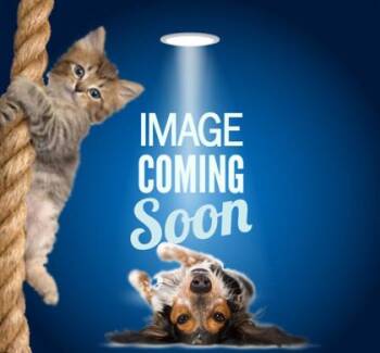 Domestic Short Hair Cats Available for Adoption in Fairhope, Alabama - Dreamsicle | PetCurious