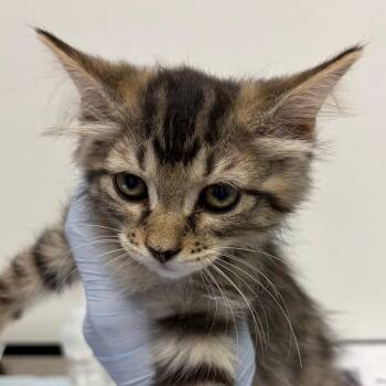 Suzanne -  Domestic Medium Hair Cat for Adoption in Nashville, Tennessee - Suzanne | PetCurious