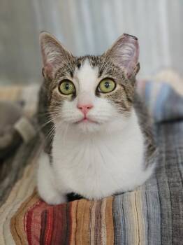 Henri -  Domestic Short Hair Cat for Adoption in Pomona, New York - Henri | PetCurious