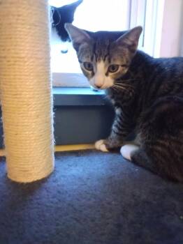 Bin Chicken -  Domestic Short Hair and Tabby Cat for Adoption - Bin Chicken | PetCurious