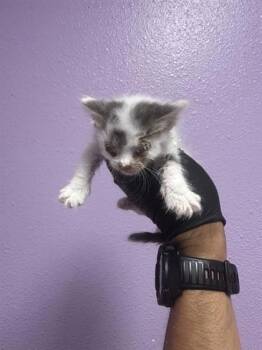 61562703 -  Domestic Short Hair Cat for Adoption in El Paso, Texas - 61562703 | PetCurious