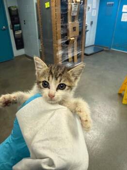 Domestic Short Hair Cats Available for Adoption in San Antonio, Texas - LUTHOR | PetCurious