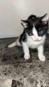 Oreo M -  Domestic Short Hair Cat for Adoption in Ogden, Utah - Oreo M | PetCurious