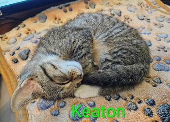 Domestic Short Hair Cats Available for Adoption - Keaton - North Conroe Petsmart  | PetCurious