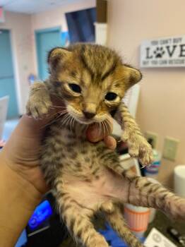 Rescue Domestic Short Hair Cats for Adoption in Lockhart, Texas - Simba/Cozmo | PetCurious