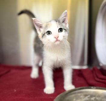 Kiki -  Domestic Short Hair Cat for Adoption in Sioux City, Iowa - Kiki | PetCurious