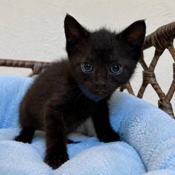 Bean Chip -  Bombay and Domestic Short Hair Cat for Adoption in Friendswood, Texas - Bean Chip | PetCurious
