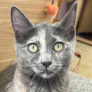 Dilute Tortoiseshell Cats Available for Adoption - Boo | PetCurious