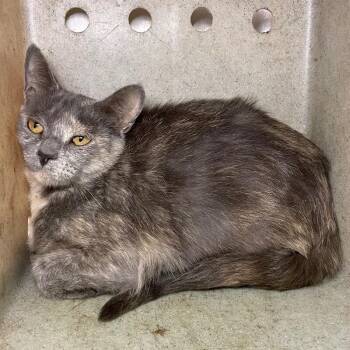 Jessica -  Domestic Short Hair Cat for Adoption in Roanoke, Virginia - Jessica | PetCurious