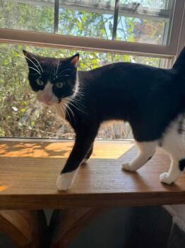 Rescue Tuxedo and Domestic Short Hair Cats for Adoption in Newark, New Jersey - Bernie | PetCurious