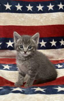 Spaghetti-Oh -  Domestic Short Hair Cat for Adoption in Fruit Heights, Utah - Spaghetti-Oh | PetCurious