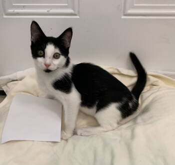 Rescue Domestic Short Hair and Tuxedo Cats for Adoption in Mccormick, South Carolina - Ira | PetCurious