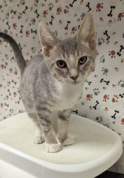 WILEY -  Domestic Short Hair Cat for Adoption in Riverside, California - WILEY | PetCurious
