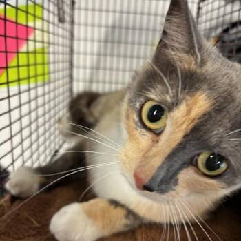 Comet -  Domestic Short Hair Cat for Adoption in Des Moines, Iowa - Comet | PetCurious