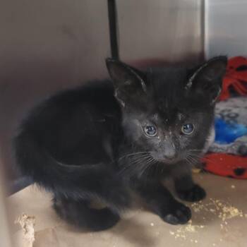 Khas -  Domestic Short Hair Cat for Adoption in Lake Panasoffkee, Florida - Khas | PetCurious
