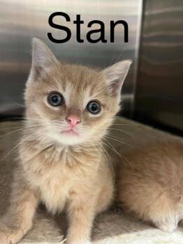Domestic Short Hair Cats Available for Adoption in Princeton, Indiana - Stan | PetCurious