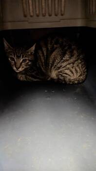 Girlie -  Domestic Short Hair Cat for Adoption in Evansville, Indiana - Girlie | PetCurious