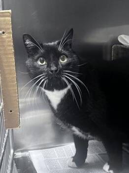 Bubby -  Domestic Short Hair Cat for Adoption in Daytona Beach, Florida - Bubby | PetCurious