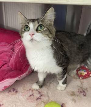Eve -  Domestic Medium Hair Cat for Adoption in Jackson, Michigan - Eve | PetCurious
