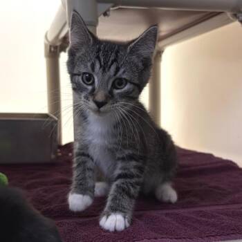 Twister -  Domestic Medium Hair Cat for Adoption in Harrisonburg, Virginia - Twister | PetCurious