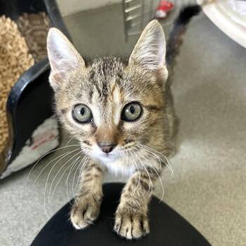 Human Resources -  Domestic Short Hair Cat for Adoption in Carencro, Louisiana - Human Resources | PetCurious