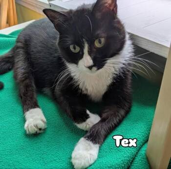 Texas -  Domestic Short Hair Cat for Adoption in Gorham, Maine - Texas | PetCurious