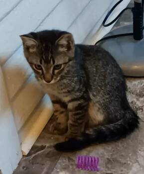 Shelby -  Domestic Short Hair Cat for Adoption in Dyersburg, Tennessee - Shelby | PetCurious