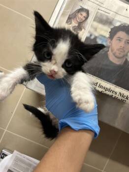 Rescue Domestic Short Hair Cats for Adoption in Grand Prairie, Texas - TWITTER | PetCurious