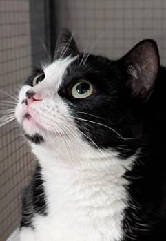 Domestic Short Hair Cats Available for Adoption - Angel | PetCurious