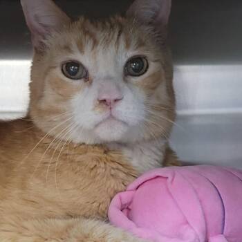 Domestic Short Hair Cats Available for Adoption in Las Vegas, Nevada - Rusty | PetCurious