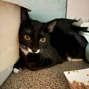 Domestic Short Hair Cats Available for Adoption in Sarasota, Florida - Suki | PetCurious