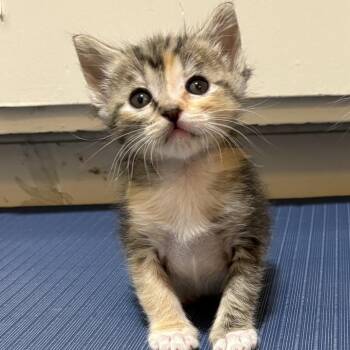 Domestic Short Hair Cats Available for Adoption in Richmond, California - EGG | PetCurious