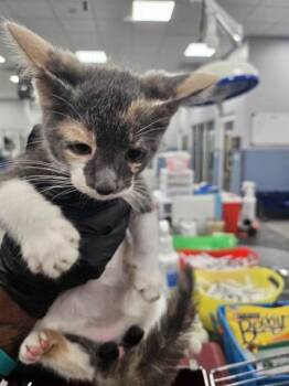 ZELDA -  Domestic Short Hair Cat for Adoption in Palmetto, Florida - ZELDA | PetCurious