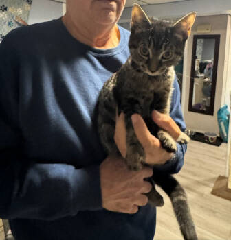 Rescue Domestic Short Hair Cats for Adoption in Westbury, New York - Sabrina Laurelton Copy | PetCurious