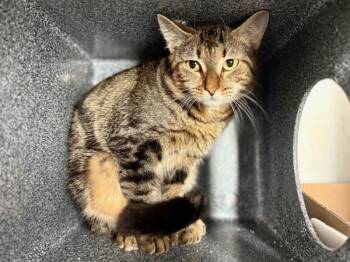 Rescue Domestic Short Hair Cats for Adoption in New York, New York - Magnolia | PetCurious
